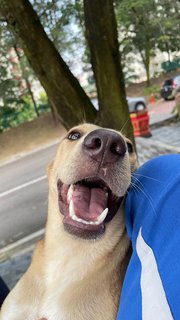 Blacky, Browny And Husky - Mixed Breed Dog