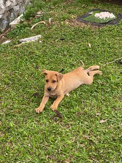 Kaya - Terrier Mix Dog