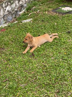 Kaya - Terrier Mix Dog