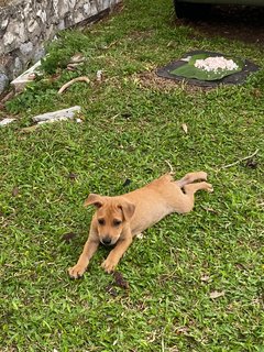 Kaya - Terrier Mix Dog