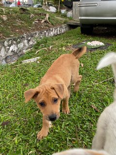 Kaya - Terrier Mix Dog