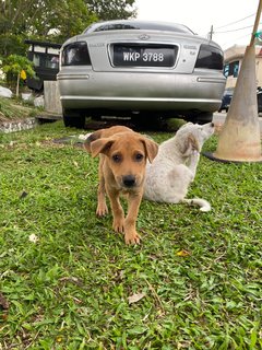 Kaya - Terrier Mix Dog