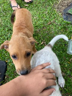 Kaya - Terrier Mix Dog