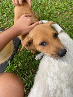 Kaya - Terrier Mix Dog