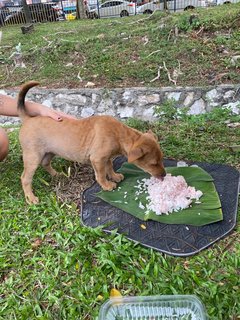 Kaya - Terrier Mix Dog