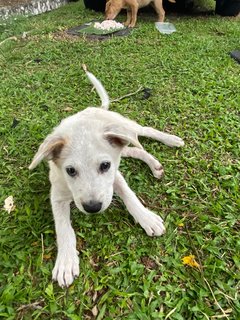 Poco - Terrier Mix Dog