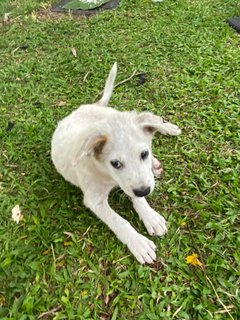 Poco - Terrier Mix Dog