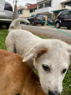 Poco - Terrier Mix Dog