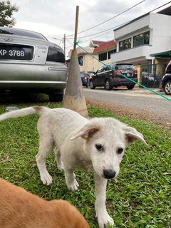 Poco - Terrier Mix Dog