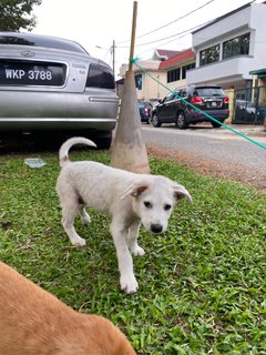 Poco - Terrier Mix Dog