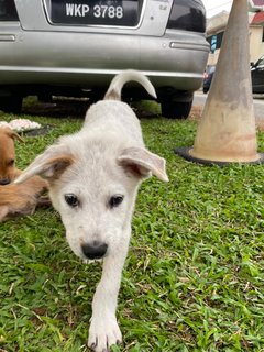 Poco - Terrier Mix Dog