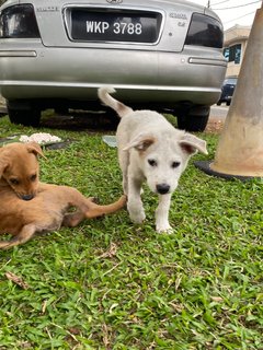 Poco - Terrier Mix Dog