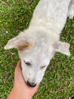 Poco - Terrier Mix Dog