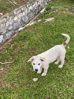 Poco - Terrier Mix Dog