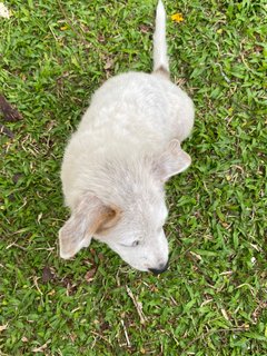 Poco - Terrier Mix Dog