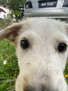 Poco - Terrier Mix Dog