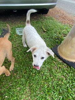 Poco - Terrier Mix Dog