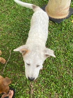 Poco - Terrier Mix Dog