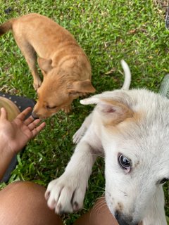 Poco - Terrier Mix Dog