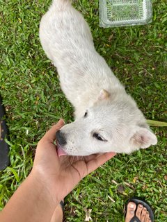 Poco - Terrier Mix Dog