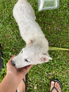 Poco - Terrier Mix Dog