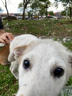 Poco - Terrier Mix Dog