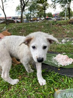 Poco - Terrier Mix Dog