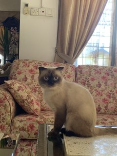 Muffin - Siamese Cat