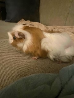 Yew - Guinea Pig Small & Furry