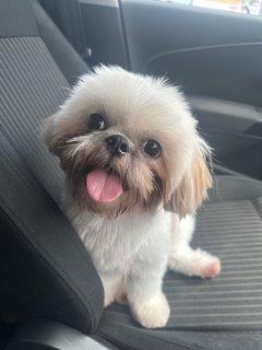 Baby - Shih Tzu Dog