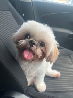 Baby - Shih Tzu Dog