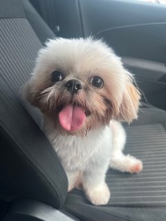 Baby - Shih Tzu Dog