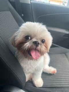 Baby - Shih Tzu Dog