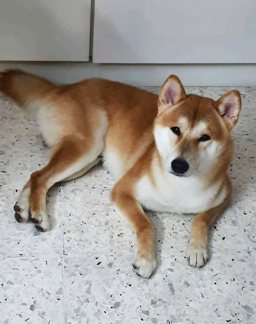 Eiji - Shiba Inu Dog