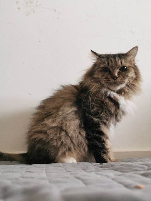 Cik Kola - Domestic Long Hair Cat