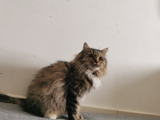 Cik Kola - Domestic Long Hair Cat