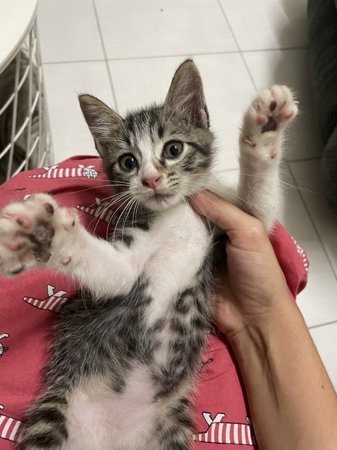 Kucen - Domestic Medium Hair Cat