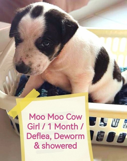 Milky Moo Moo - Mixed Breed Dog