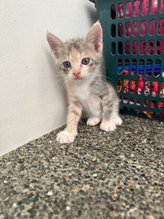 Jade - Domestic Short Hair Cat