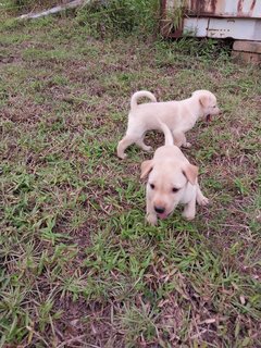 Puppy - Mixed Breed Dog