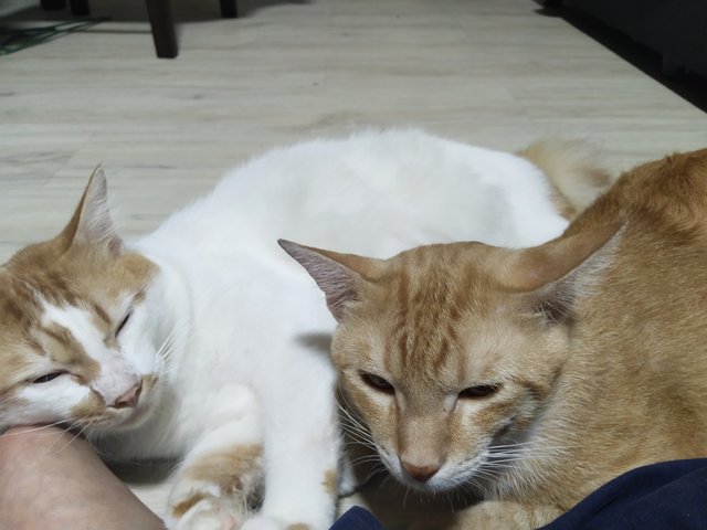 Tompok&amp;oyen - Domestic Short Hair Cat