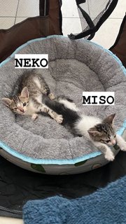 Neko &amp; Miso - Domestic Short Hair Cat