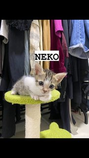 Neko &amp; Miso - Domestic Short Hair Cat