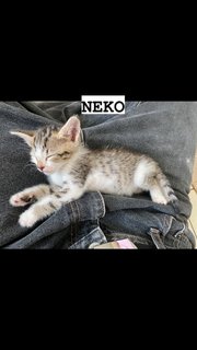 Neko &amp; Miso - Domestic Short Hair Cat