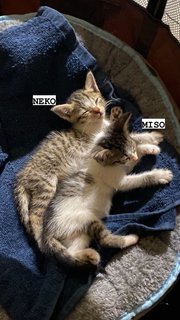 Neko &amp; Miso - Domestic Short Hair Cat