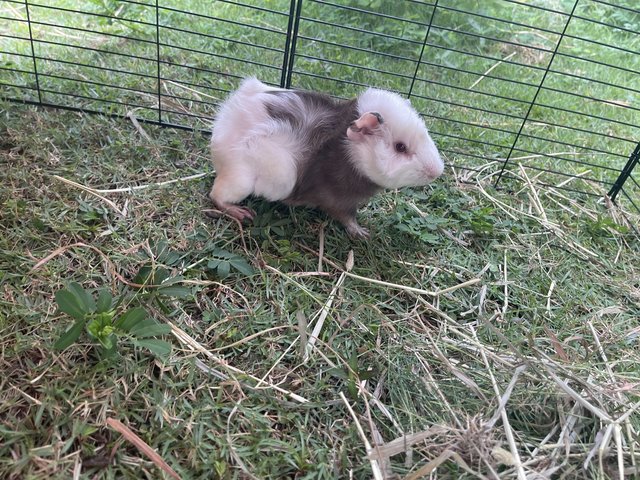 Panda - Guinea Pig Small & Furry