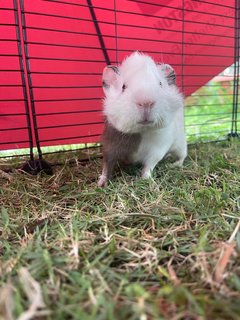 Panda - Guinea Pig Small & Furry