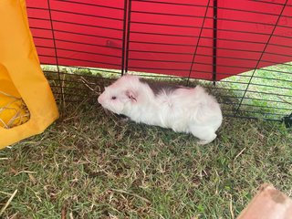 Panda - Guinea Pig Small & Furry