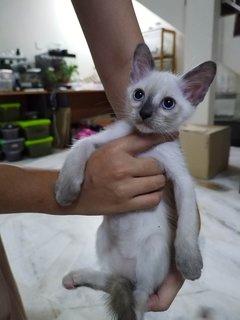 Kittens - Domestic Short Hair + Siamese Cat