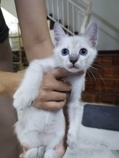 Kittens - Domestic Short Hair + Siamese Cat